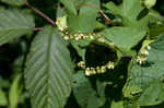 Fringed black bindweed